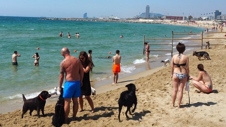 Barcelona abre su playa para perros con mejoras