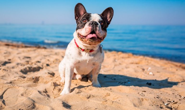 Barcelona abre su playa para perros con mejoras