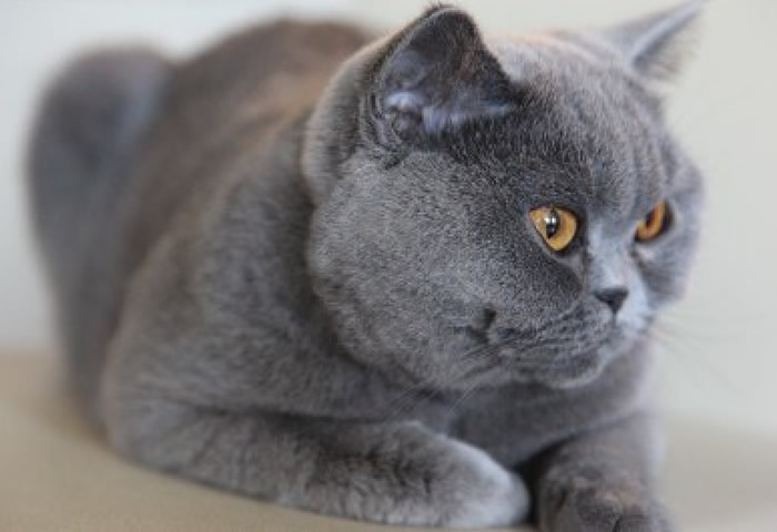 Características de la raza de gato británico de pelo corto azul