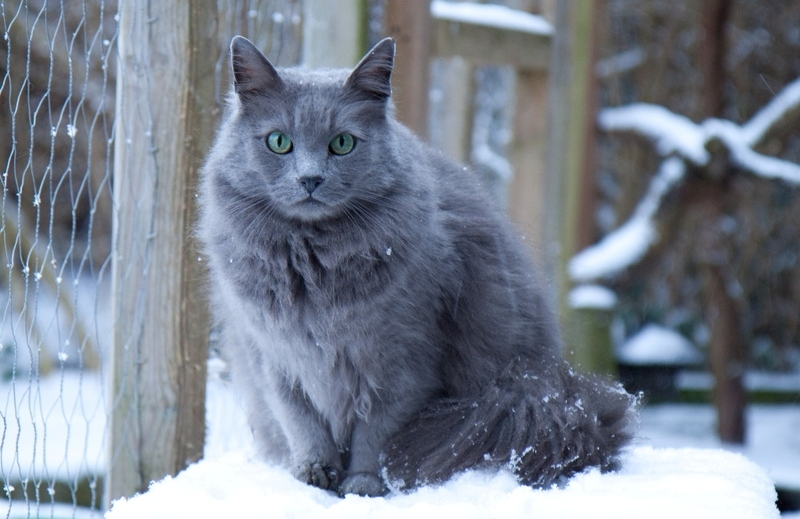 Características de la raza de gato nebelung