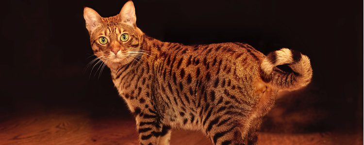 Características de la raza de gato ocicat
