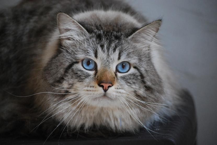 Características de la raza de gato siberiano