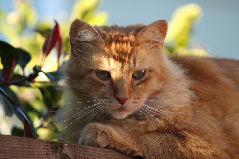 Características del gato atigrado naranja