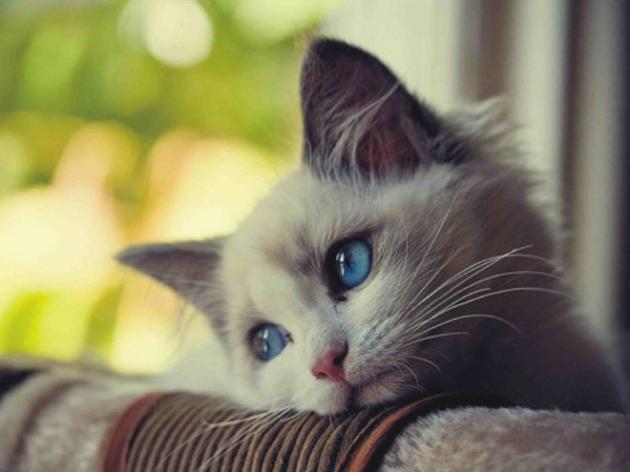 Causas de la depresión en gatos