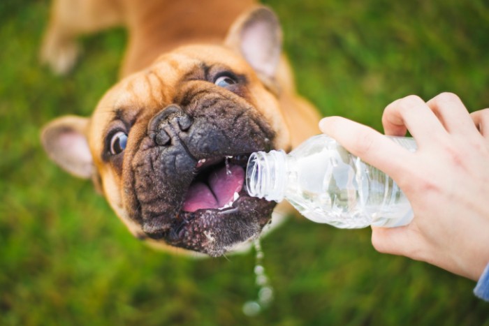 Causas de la deshidratación en perros