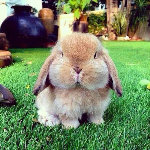 Causas del estrés en conejos