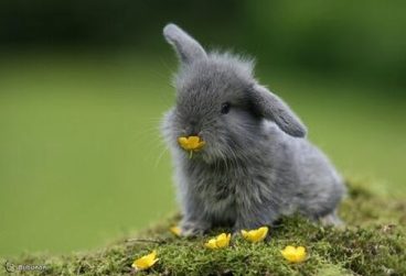 Coccidiosis en conejos