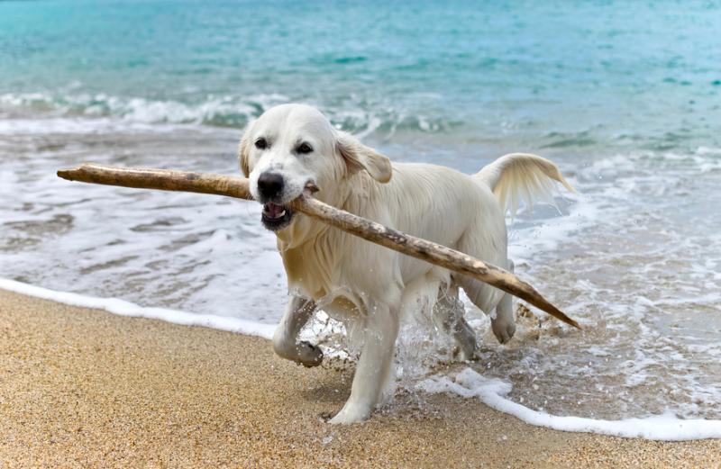 Consejos para ir con tu perro a la playa