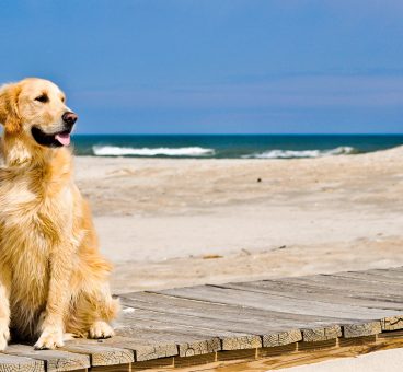 Consejos para ir con tu perro a la playa