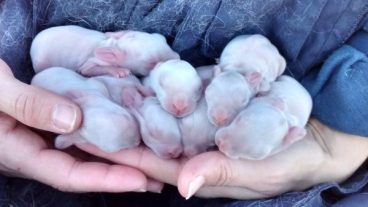 Cuidados que necesitan los conejos recién nacidos