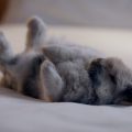 Cuántas horas duerme un conejo