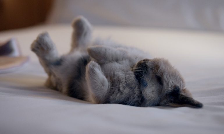 Cuántas horas duerme un conejo