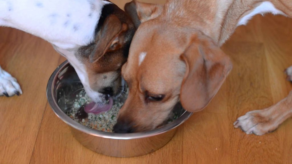 Cómo actuar ante la deshidratación en perros