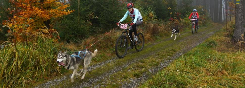 Cómo iniciarse en el bikejoring o ciclismo con perro