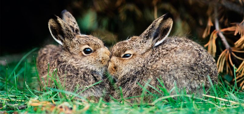 Cómo puedes prevenir la diarrea en conejos