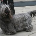 Descubre la peculiar raza de perro Skye terrier