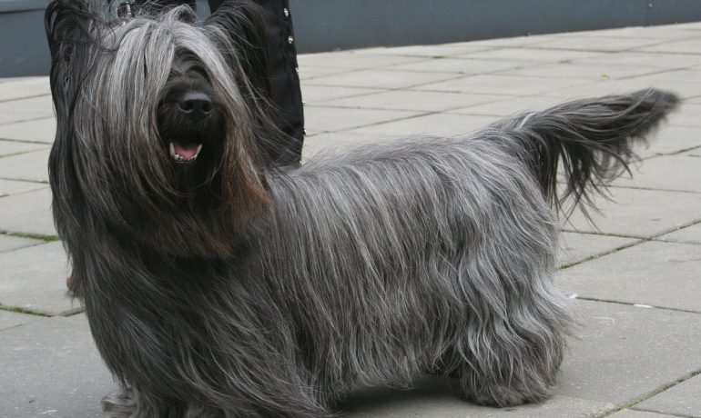 Descubre la peculiar raza de perro Skye terrier