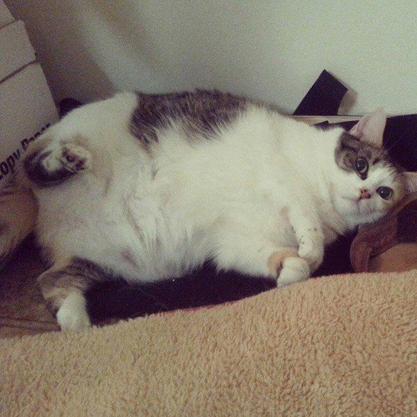 Dieta para gatos obesos