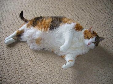 Ejercicios para gatos obesos