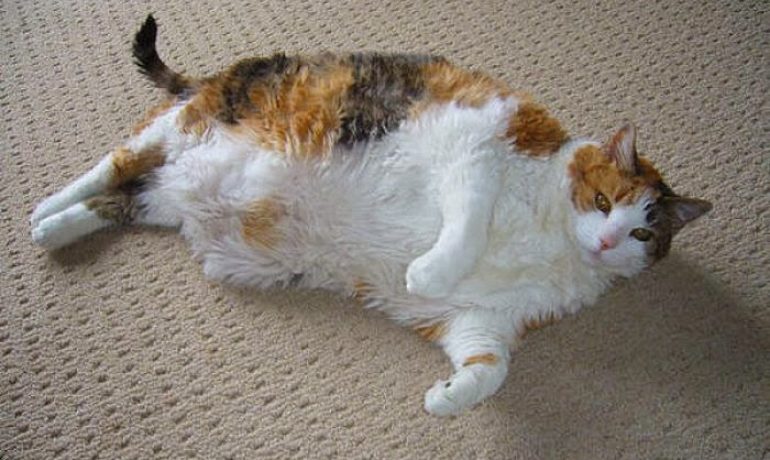 Ejercicios para gatos obesos
