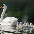 El cisne que limpia la basura de un estanque para nadar con sus crías