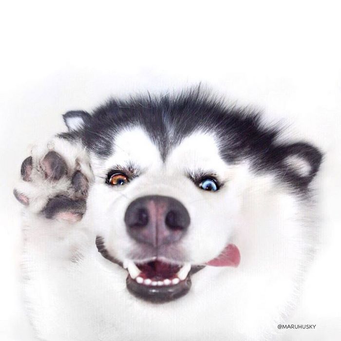 El husky siberiano más feliz del mundo