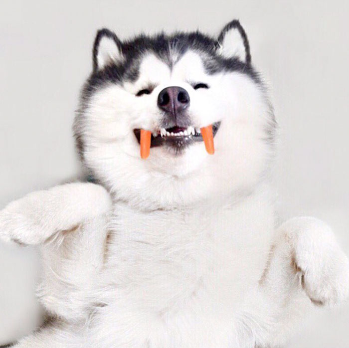 El husky siberiano más feliz del mundo