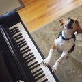 El perro pianista que triunfa en Internet