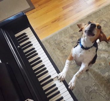 El perro pianista que triunfa en Internet