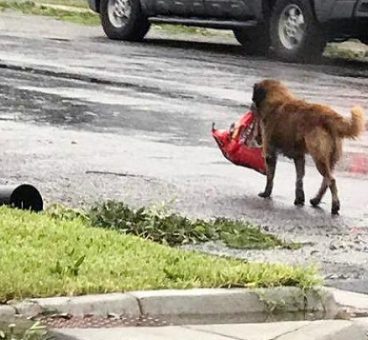 El perro que pasó solo el huracán Harvey