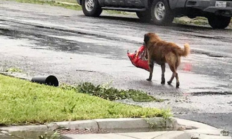 El perro que pasó solo el huracán Harvey