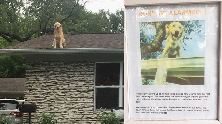 El perro que tiene por costumbre subirse al tejado