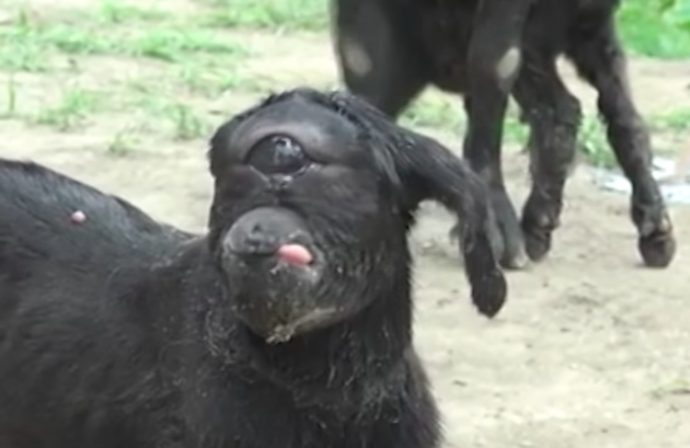 Esta cabra nació con un solo ojo