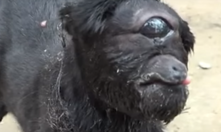 Esta cabra nació con un solo ojo