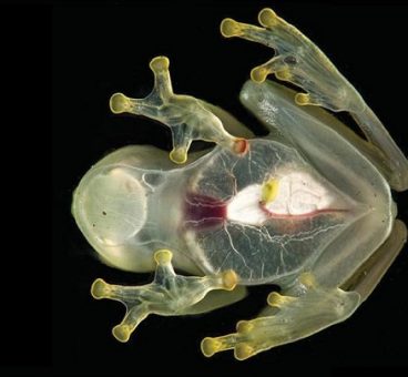 Esta rana es la más transparente del mundo