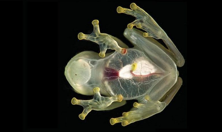 Esta rana es la más transparente del mundo