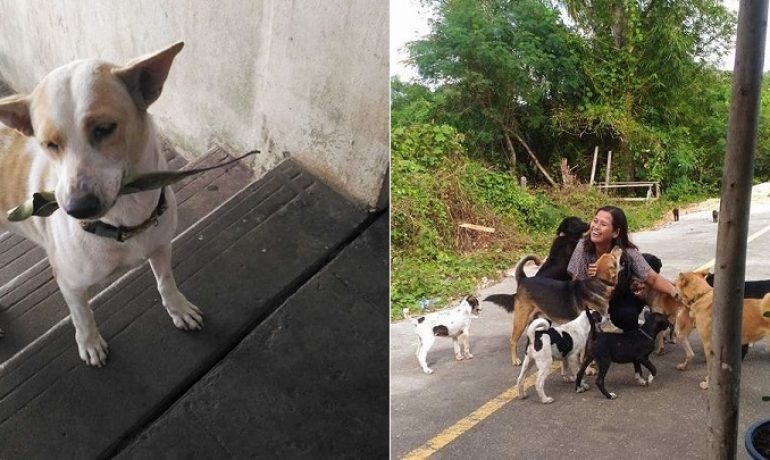Este perro abandonado hace regalos a la mujer que le alimenta día a día