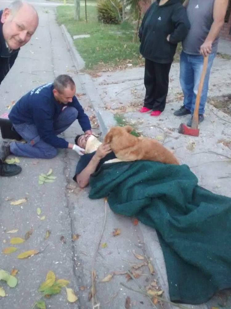 Este perro abrazó a su dueño herido hasta que llegó la ambulancia