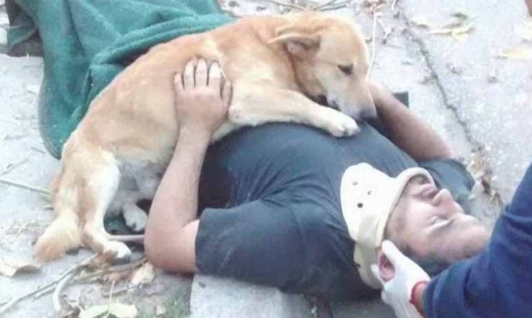 Este perro abrazó a su dueño herido hasta que llegó la ambulancia