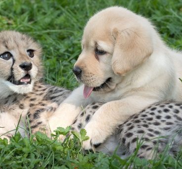 Estos perros han ayudado a guepardos a reproducirse
