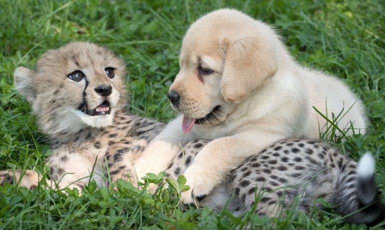 Estos perros han ayudado a guepardos a reproducirse