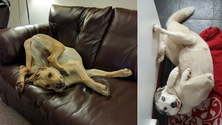Fotos de perros que están haciendo cosas REALMENTE raras