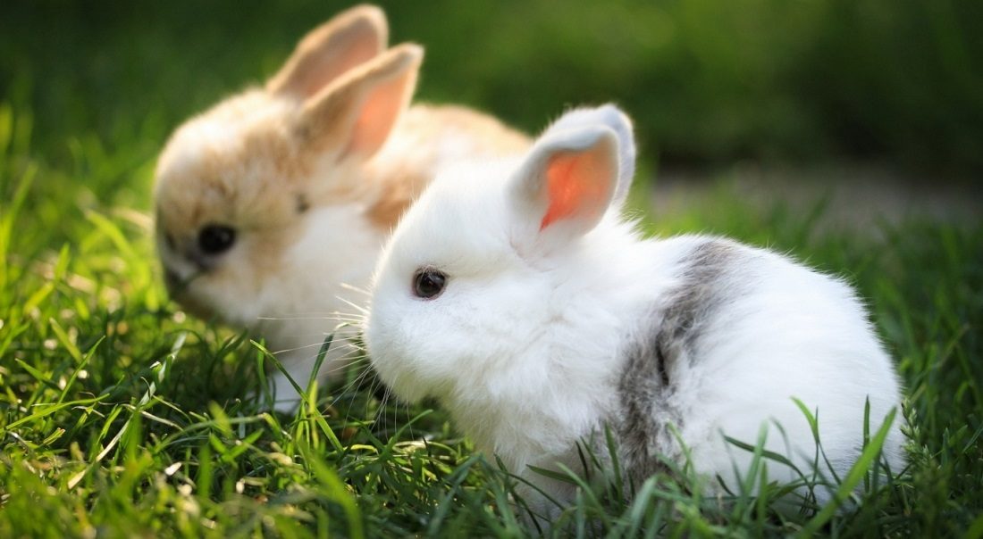 medios de comunicación Cien años Y TODO sobre la Pasteurelosis en Conejos: Causas, Síntomas, Tratamiento