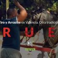 Injusticia animal en las competiciones de Tiro y Arrastre de Valencia