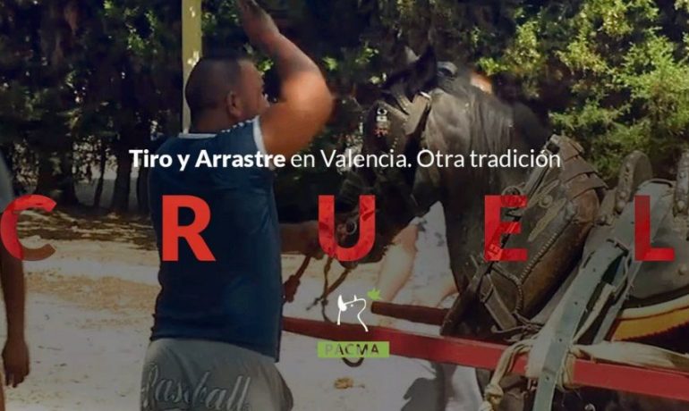 Injusticia animal en las competiciones de Tiro y Arrastre de Valencia
