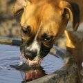 Las claves de la deshidratación en perros