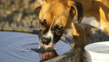 Las claves de la deshidratación en perros