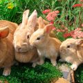 Lo que necesitas saber sobre las vacunas para conejos