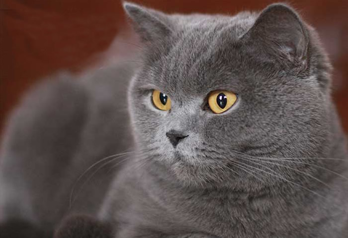 Origen de la raza de gato británico de pelo corto azul