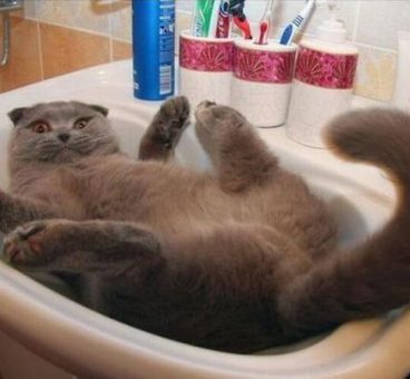 Por qué a los gatos les gustan tanto las bañeras